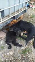 SUMMER, Hund, Mischlingshund in Rumänien - Bild 21