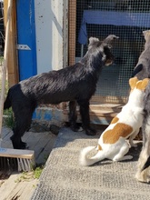 SUMMER, Hund, Mischlingshund in Rumänien - Bild 22