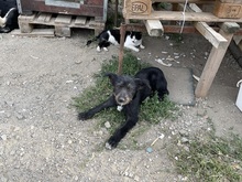 SUMMER, Hund, Mischlingshund in Rumänien - Bild 24