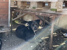 SUMMER, Hund, Mischlingshund in Rumänien - Bild 26