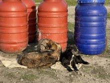 SUMMER, Hund, Mischlingshund in Rumänien - Bild 27