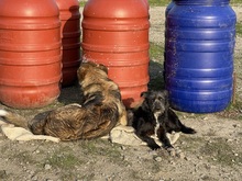 SUMMER, Hund, Mischlingshund in Rumänien - Bild 28