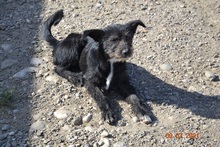 SUMMER, Hund, Mischlingshund in Rumänien - Bild 3