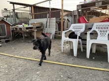 SUMMER, Hund, Mischlingshund in Rumänien - Bild 30