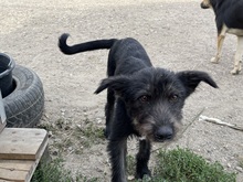 SUMMER, Hund, Mischlingshund in Rumänien - Bild 5