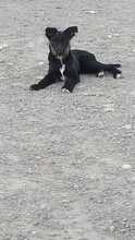 SUMMER, Hund, Mischlingshund in Rumänien - Bild 8