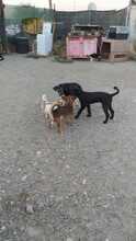 SUMMER, Hund, Mischlingshund in Rumänien - Bild 9