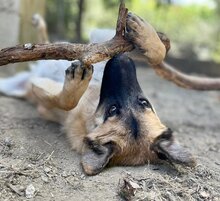 CHARLIE, Hund, Mischlingshund in Griechenland - Bild 12