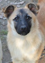 CHARLIE, Hund, Mischlingshund in Griechenland - Bild 14