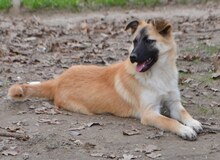 CHARLIE, Hund, Mischlingshund in Griechenland - Bild 15