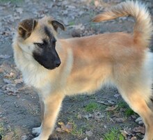 CHARLIE, Hund, Mischlingshund in Griechenland - Bild 17