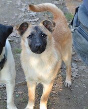 CHARLIE, Hund, Mischlingshund in Griechenland - Bild 18