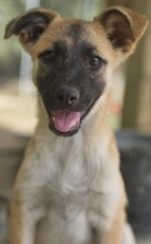 CHARLIE, Hund, Mischlingshund in Griechenland - Bild 19