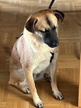 CHARLIE, Hund, Mischlingshund in Griechenland - Bild 4