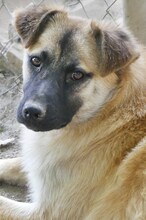 CHARLIE, Hund, Mischlingshund in Griechenland - Bild 5