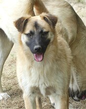 CHARLIE, Hund, Mischlingshund in Griechenland - Bild 6