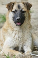 CHARLIE, Hund, Mischlingshund in Griechenland - Bild 7
