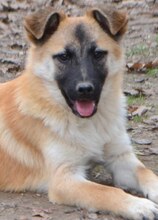 CHARLIE, Hund, Mischlingshund in Griechenland - Bild 8