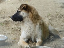 CHARLIE, Hund, Mischlingshund in Griechenland - Bild 9