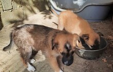 CHARLIE, Hund, Mischlingshund in Düsseldorf - Bild 26