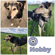 NOBBY, Hund, Mischlingshund in Pforzheim - Bild 1