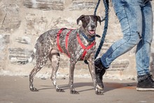 PHOEBE, Hund, Mischlingshund in Kelbra - Bild 6