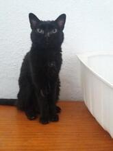 PEPI, Katze, Europäisch Kurzhaar in Spanien - Bild 2