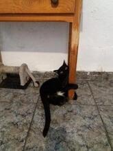 PEPI, Katze, Europäisch Kurzhaar in Spanien - Bild 9
