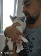 KIMI, Katze, Europäisch Kurzhaar in Rumänien - Bild 8