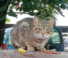 GOSHO, Katze, Europäisch Kurzhaar in Bulgarien - Bild 2