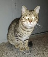 GOSHO, Katze, Europäisch Kurzhaar in Bulgarien - Bild 4