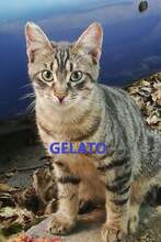 GELATO, Katze, Europäisch Kurzhaar in Bulgarien - Bild 1