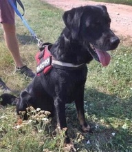 MAX, Hund, Mischlingshund in Ungarn - Bild 18