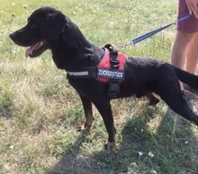 MAX, Hund, Mischlingshund in Ungarn - Bild 20