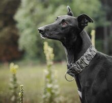 WINSTON, Hund, Mischlingshund in Uckerland - Bild 2