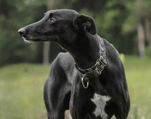 WINSTON, Hund, Mischlingshund in Uckerland - Bild 4
