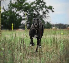 WINSTON, Hund, Mischlingshund in Uckerland - Bild 7