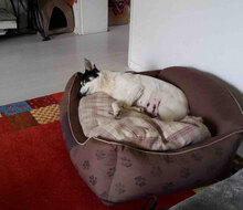 MALINDI, Hund, Mischlingshund in Karben - Bild 5