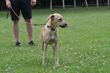 BERNSTEIN, Hund, Mischlingshund in Polen - Bild 2