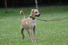 BERNSTEIN, Hund, Mischlingshund in Polen - Bild 4
