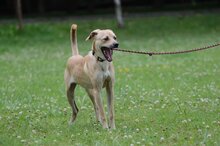 BERNSTEIN, Hund, Mischlingshund in Polen - Bild 5