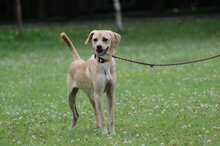 BERNSTEIN, Hund, Mischlingshund in Polen - Bild 6