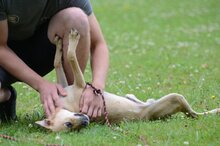 BERNSTEIN, Hund, Mischlingshund in Polen - Bild 7