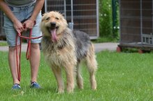 JOGHURT, Hund, Mischlingshund in Polen - Bild 1