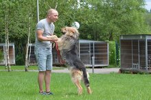 JOGHURT, Hund, Mischlingshund in Polen - Bild 2