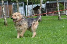 JOGHURT, Hund, Mischlingshund in Polen - Bild 3