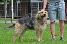 JOGHURT, Hund, Mischlingshund in Polen - Bild 4