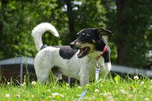 JOKER, Hund, Mischlingshund in Polen - Bild 3