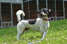 JOKER, Hund, Mischlingshund in Polen - Bild 5