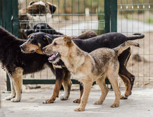 GALYA, Hund, Jagdhund-Mix in Bulgarien - Bild 13